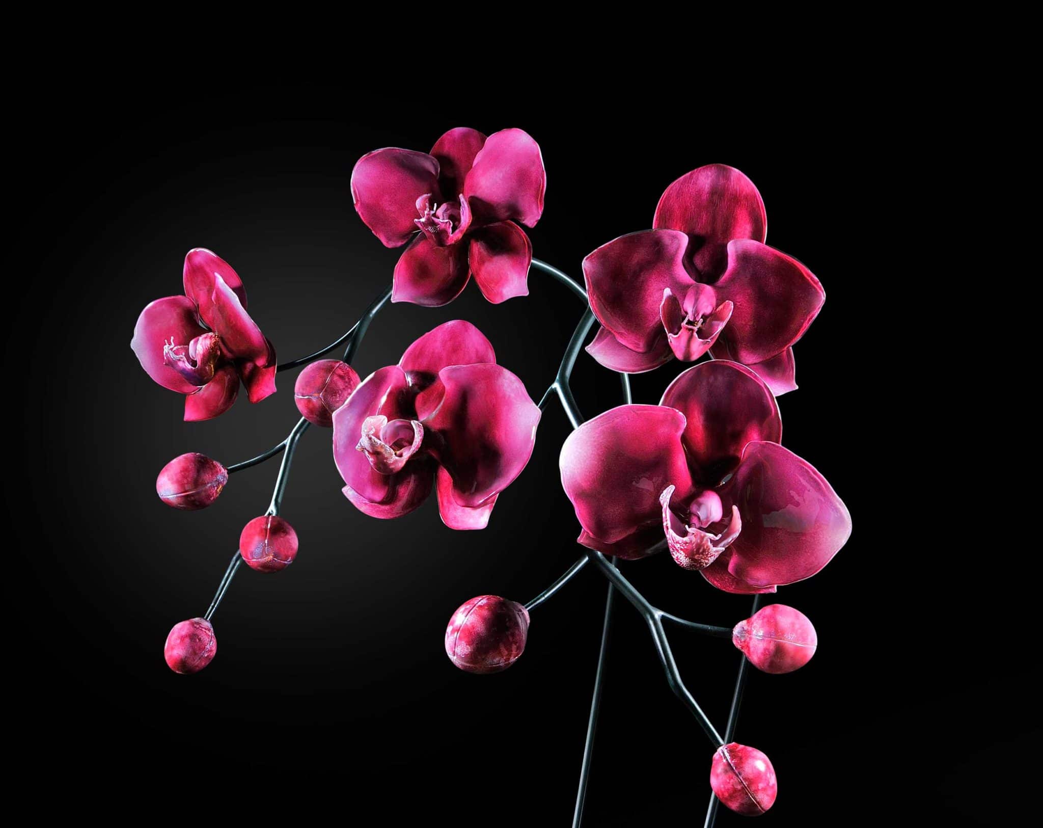 magenta Orchid