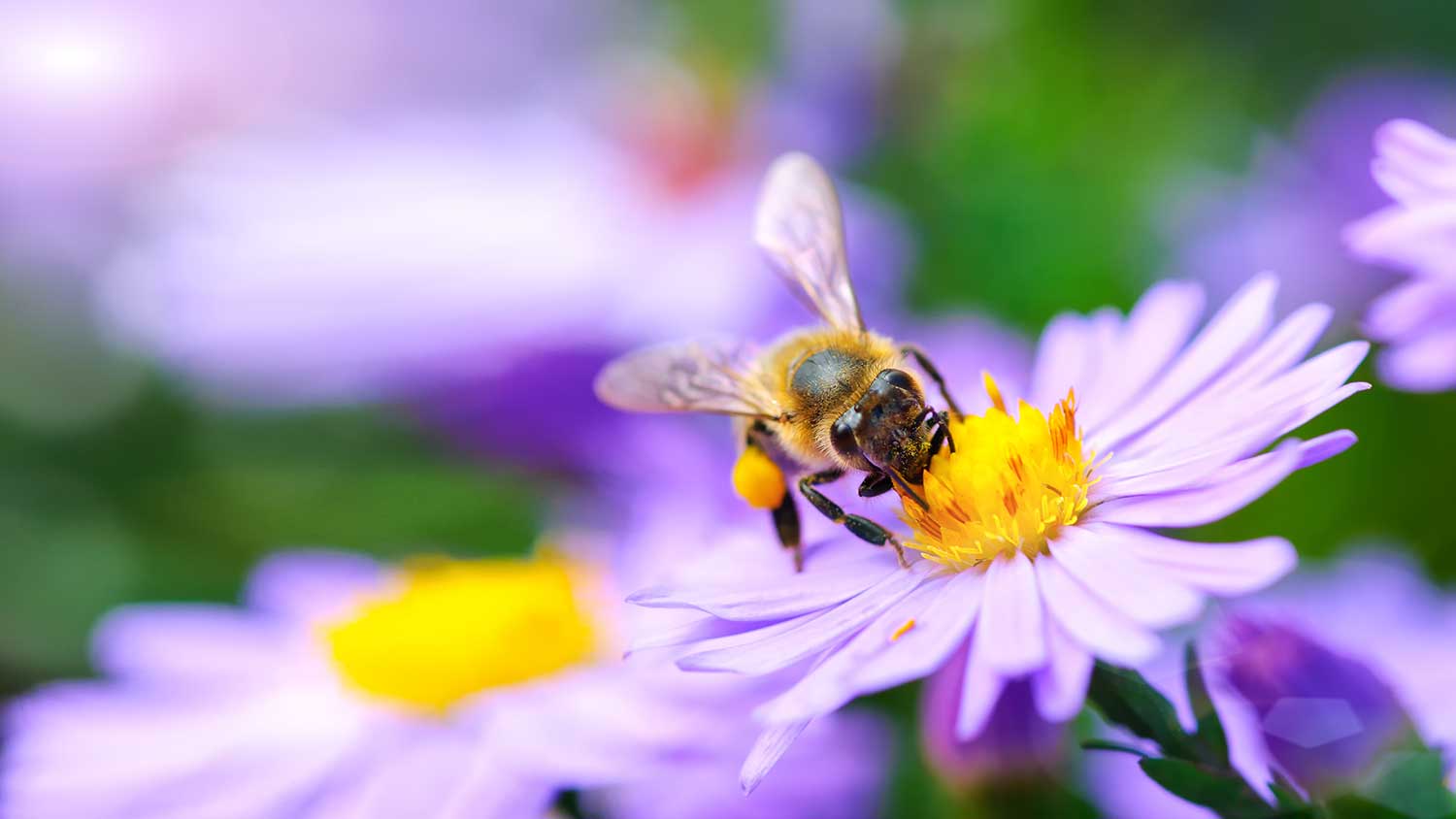 Bumble bee on a purple flower