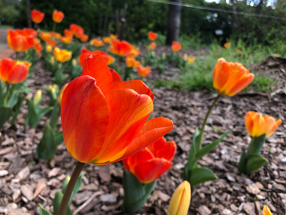 Vibrant Orange Tulips in Spring at the garden