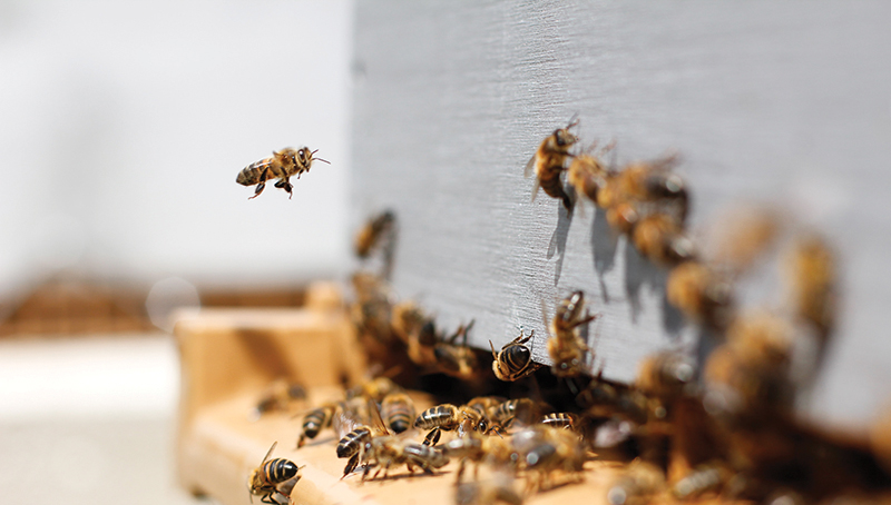 Bees buzzing around a colony box