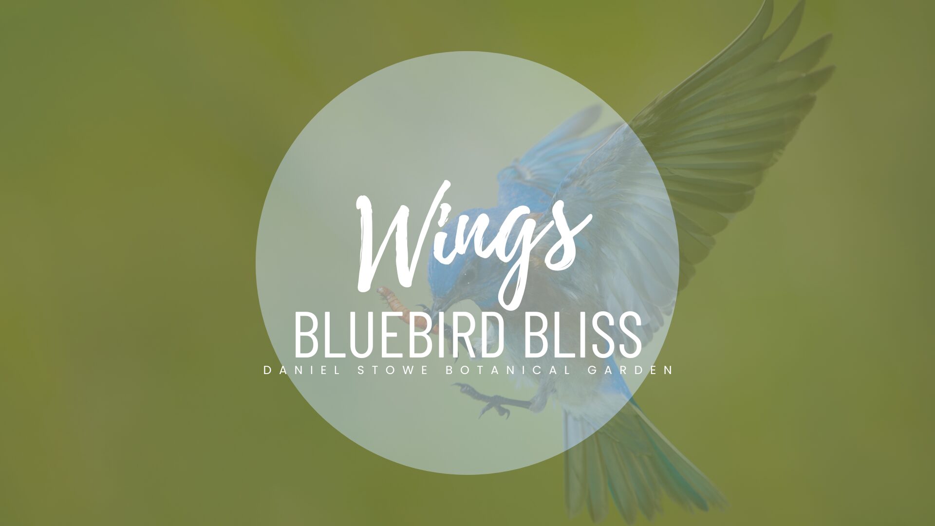WINGS: Bluebird Bliss - Let's Talk Bluebirds! - Daniel Stowe Botanical ...