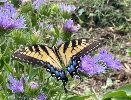 Why Don’t We Mow the Prairie in the Winter?