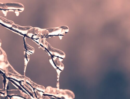 Winter at Daniel Stowe Botanical Garden