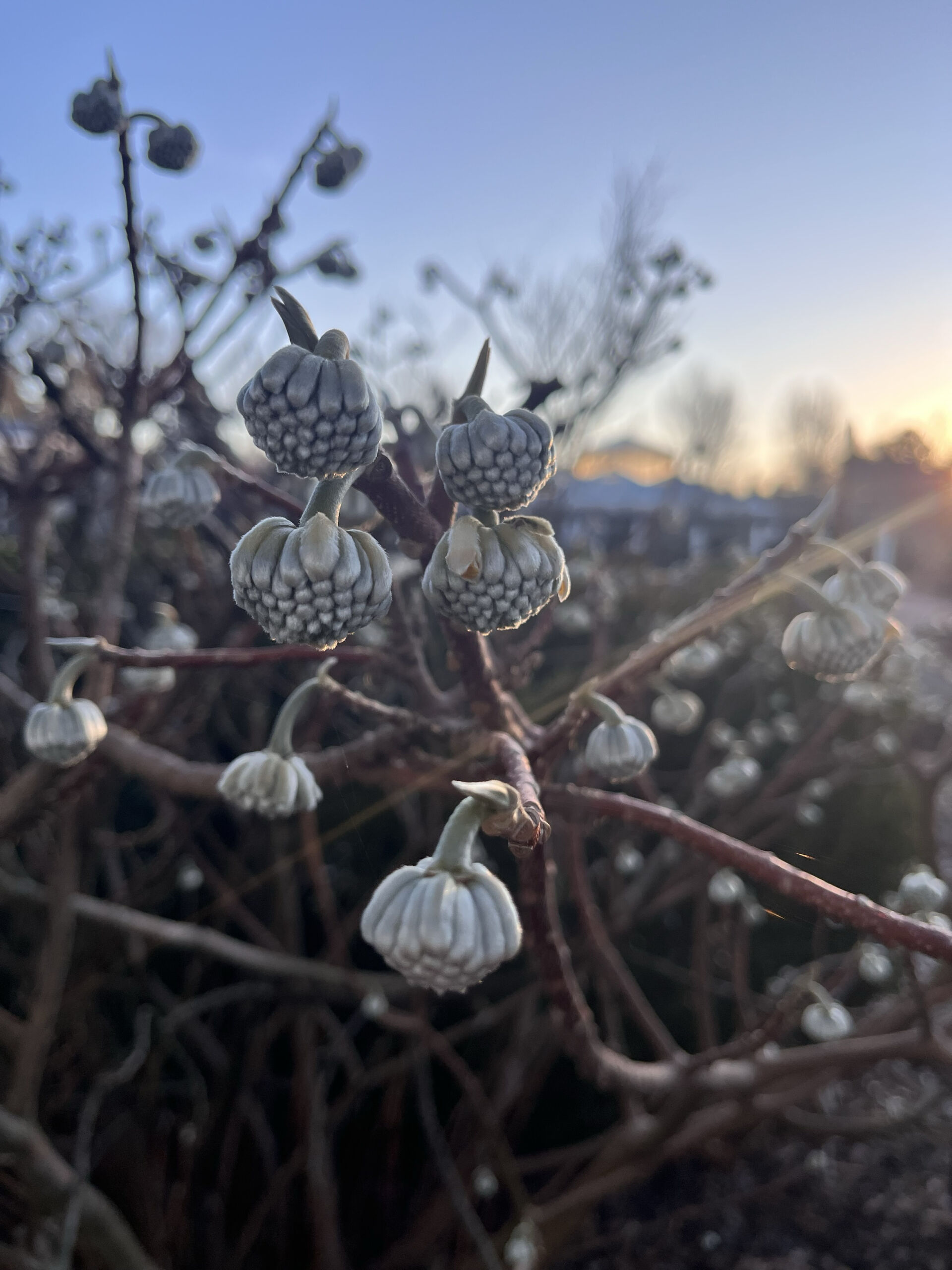 Paperbush (Photo by Allyssa Boergnen, Garden Horticulturist)