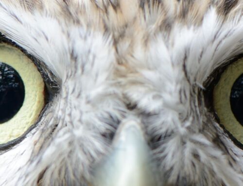 Partner Highlight: Carolina Raptor Center